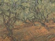 Vincent Van Gogh Olive Grove:Bright Blue Sky (nn04) USA oil painting reproduction